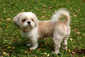 Shih Tzu
