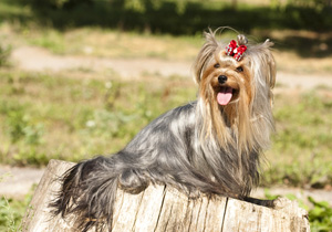 Yorkshire Terrier